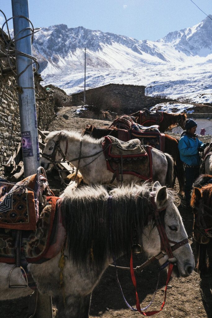 Horses ready for Muktinath trek- Mustang, Nepal tour scenery